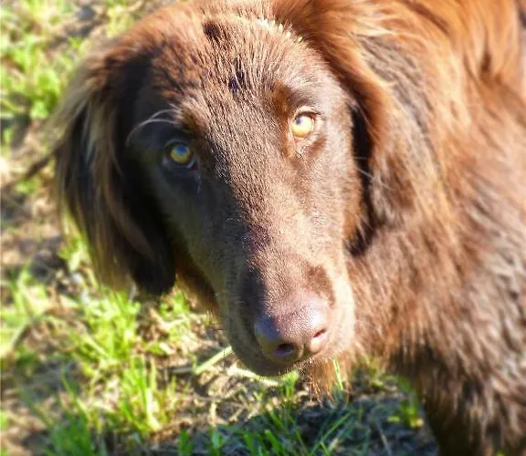 ألفورن إنترلاكن